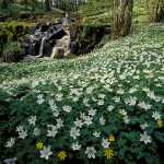 177 Vitsippor vid Nossan i Västergötland