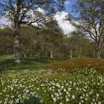 179 Vittsippsvår vid Brunnsboäng i Västergötland