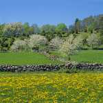 181Vår på Borgundaberget med blommande Fågelbärsträd i Västerg.