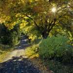 186 Grusväg, Ek i Brittsommar sol, Valle i Västergötland