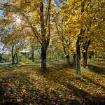 187 Höst Lönnallé vid Mollungen i Västergötland