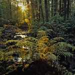 188 Höst i Emåns dalgång i Småland