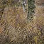 190 Höst vid Harpsund i Södermanland