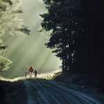 191 November höst i Risveden, Västergötland