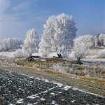 192 Marsvår, rimfrost vid Södra Härene i Västergötland