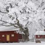 193 Vinter på Vara slätten, St  Levene i Västergötland