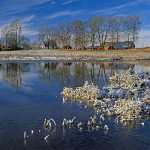 215 Marsvår vid Nossan,Bäreberg i Västergötland