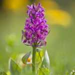 165 orkidé Adam o Eva