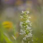 166 Orkidé Nattviol