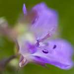 169 Midsommarblomster