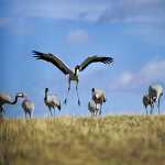 107 Tranor i vårdans