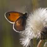 112  Slåttergräsfjäril