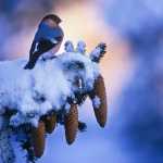 125 Domherre i kall vintermorgon