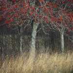 25 Höströnn i Dalsland