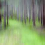 28 Skog Stensjön, Molla i Västergötland