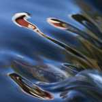 33 Spegling i ån Nossan Forshall i Västergötland