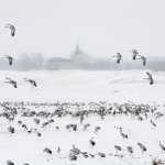 37 Tranor Bjurums kyrka i Västergötland