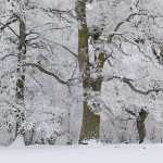 39 Levene äng i Västergötland