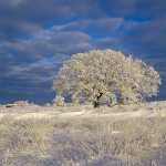 19 Ekar Götene i Västergötland