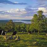 49 Kor i naturbetesmark vid sjön Sommen i Östergötland