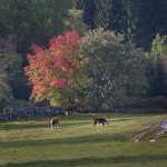 57 Höströnn kalvar i betesmark Baltorp i Västergötland