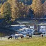 58 Betesdjur vid våtmark o ån Nossan Baltorp i Västergötland