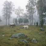 59 Hästar i naturbetesmark Baltorp i Västergötland