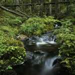 93 Skogsbäck i Skarsdalen, Bengtsfors i Dalsland